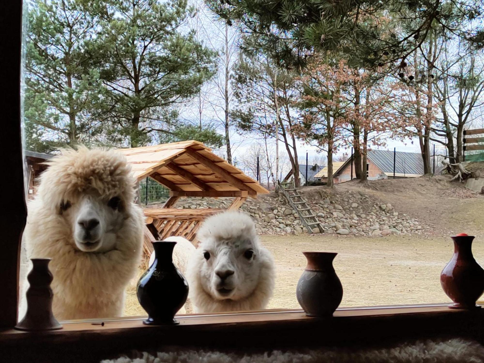 Domek Na Slonecznikowej Chmielno Bagian luar foto